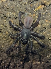 Halonoproctidae
