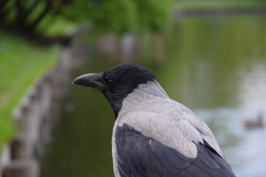 Corvus cornix