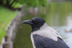 Corvus cornix