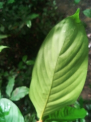 Sherbournieae