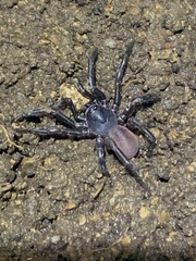 Halonoproctidae