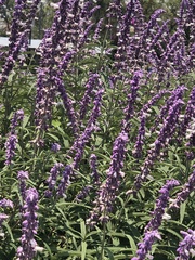 Salvia leucantha