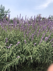 Salvia leucantha