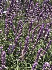 Salvia leucantha