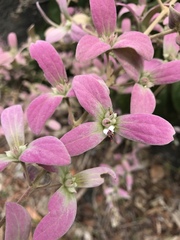 Congea tomentosa
