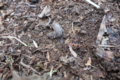 Arion fasciatus