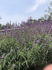Salvia leucantha