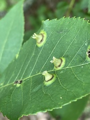 Phylloxera caryaefoliae
