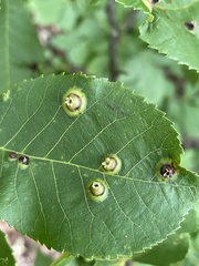 Phylloxera caryaefoliae