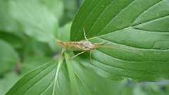 Limnephilus flavicornis