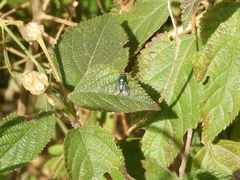 Lucilia eximia
