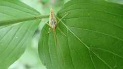 Limnephilus flavicornis