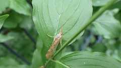 Limnephilus flavicornis