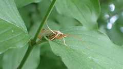 Limnephilus flavicornis