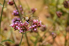 Cephonodes hylas