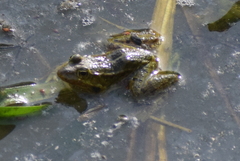 Pelophylax kurtmuelleri