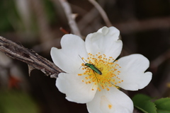 Oedemera nobilis