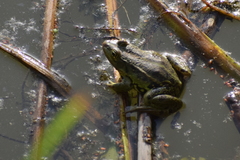 Pelophylax epeiroticus