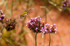 Cephonodes hylas