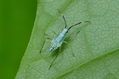 Cyllecoris histrionius