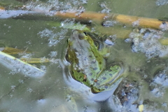 Pelophylax epeiroticus