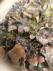 Illosporium carneum