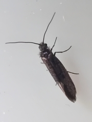 Eriocranioidea