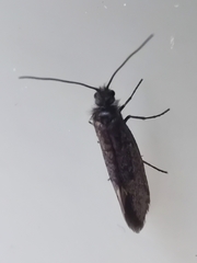 Eriocranioidea