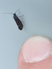 Eriocranioidea