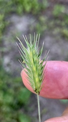 Eremopyrum orientale