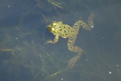 Pelophylax kurtmuelleri