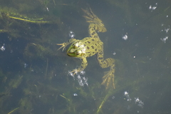 Pelophylax kurtmuelleri