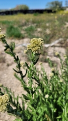 Achillea nobilis