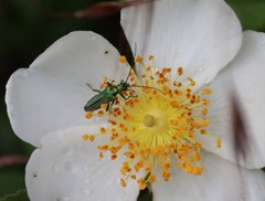 Oedemera nobilis