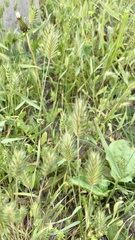 Eremopyrum orientale