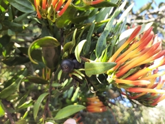 Tristerix longibracteatus