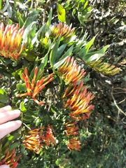 Tristerix longibracteatus