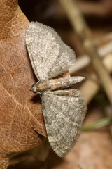 Eupithecia haworthiata