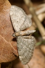 Eupithecia haworthiata