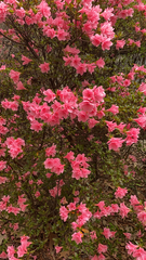 Rhododendron indicum