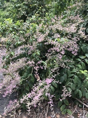 Congea tomentosa