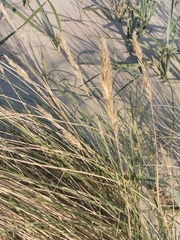 Ammophila arenaria