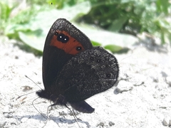 Erebia triarius
