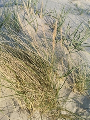 Ammophila arenaria