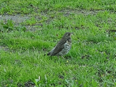 Turdus pilaris