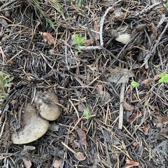 Clitocybe glacialis