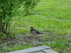 Turdus pilaris