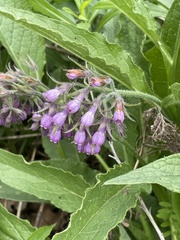 Symphytum officinale
