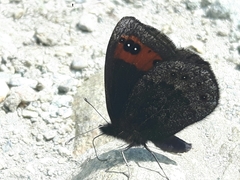 Erebia triarius