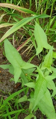 Persicaria arifolia